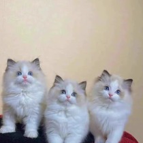 Ragdoll kitten purebred blue double sea double lynx long hair fairy cat kitten pet cat this is a deposit