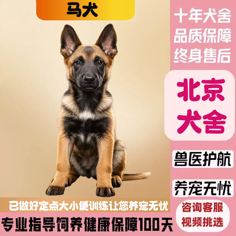 纯种马犬幼犬,你的家庭守护神?🐾全面解读与推荐-狗狗-淘宝好物网