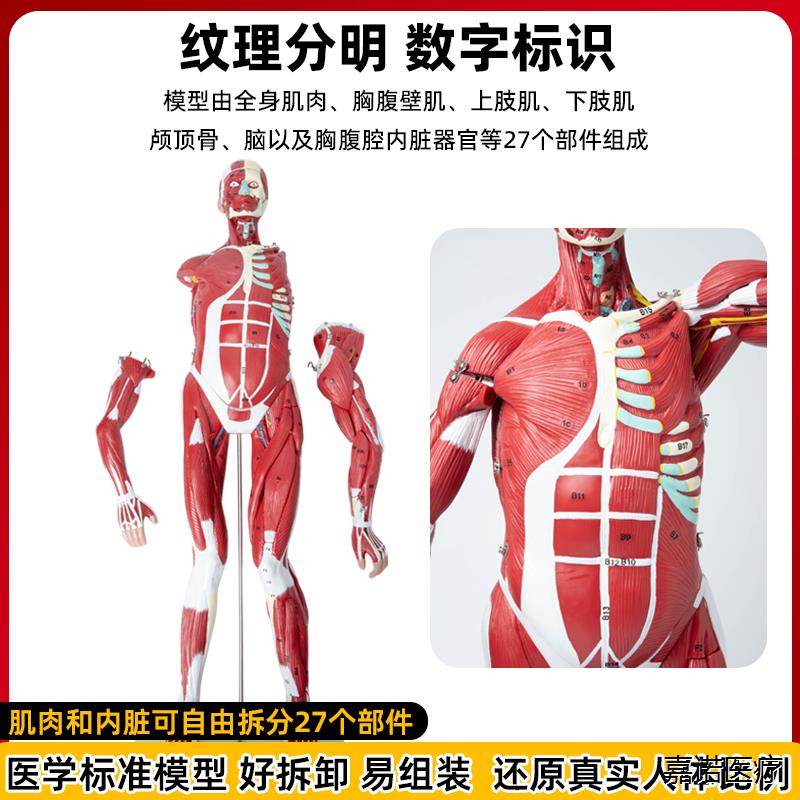 Human Body Muscle Internal Organ Disassembly Anatomy Structure Model Tissue Exercise Artificial Medical Teaching Aids