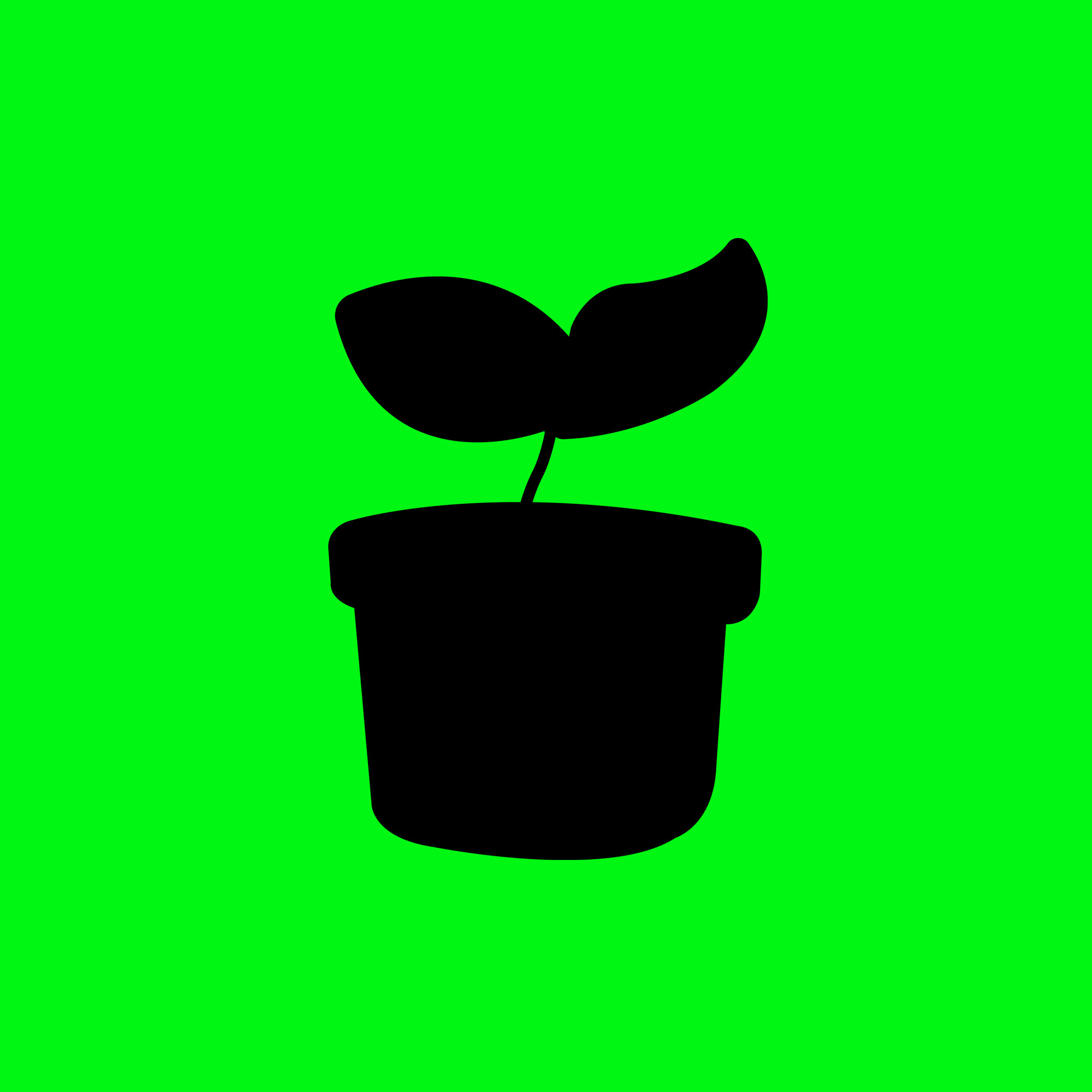光合作用Plants