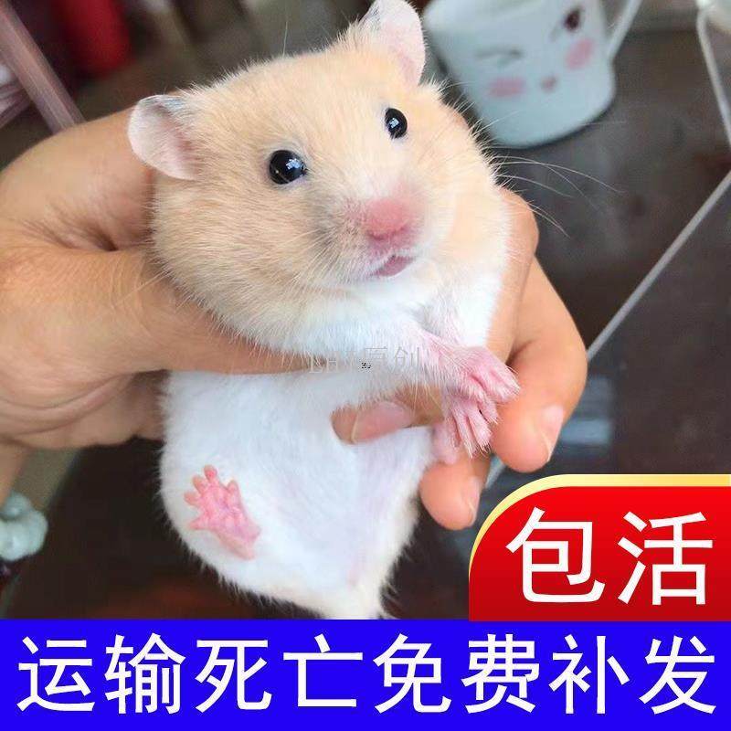 2024年新手养金丝熊必看！一公一母双胞胎仓鼠包活到家，疫苗齐全避坑指南-仓鼠-淘宝好物网