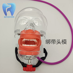 仿真模型绑带简易头模树脂根管牙齿牙粒备牙牙模牙科口腔教学