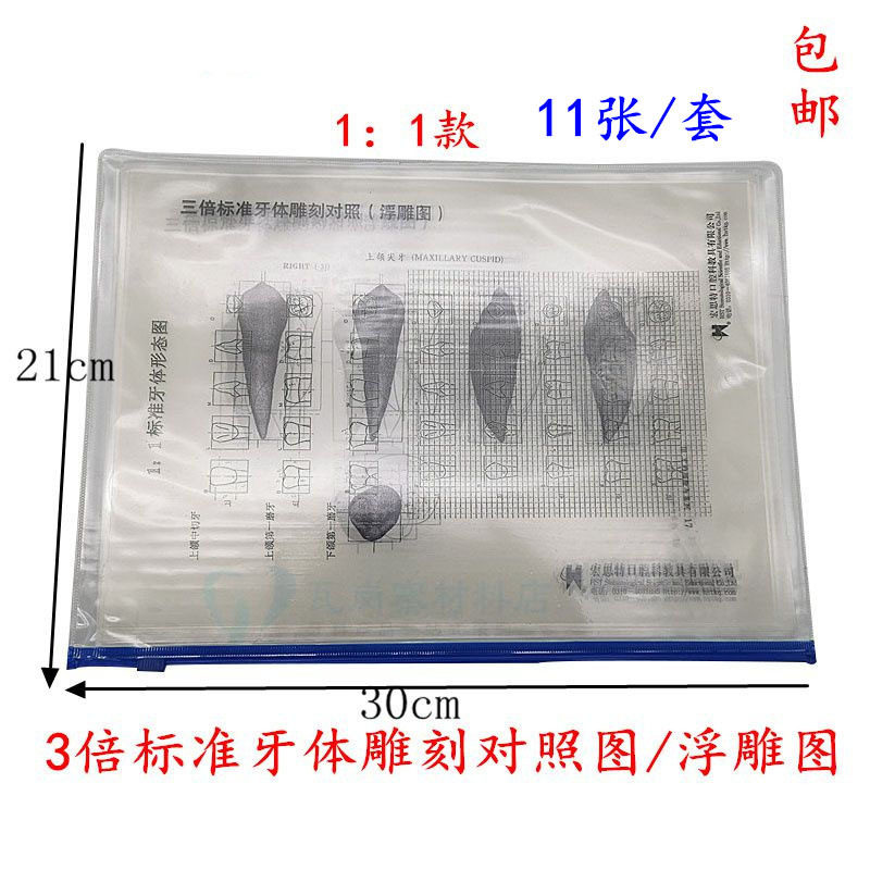 牙科口腔教学三倍标准牙体雕刻对照透明图牙体浮雕图线图11张包邮
