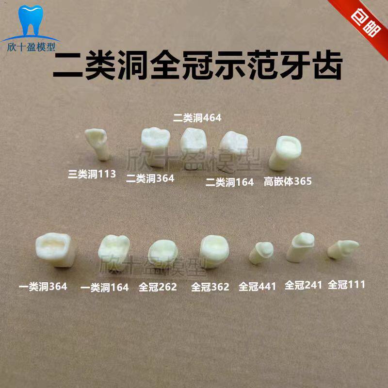 牙科二类洞窝洞标准牙齿牙粒 预备标准模型 窝洞制备牙体示范模型