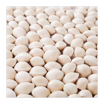 2024 raw ginkgo ginkgo fruit fresh special first-class shelled large fruit seasonal high-quality ginkgo unbleached edible dried fruit