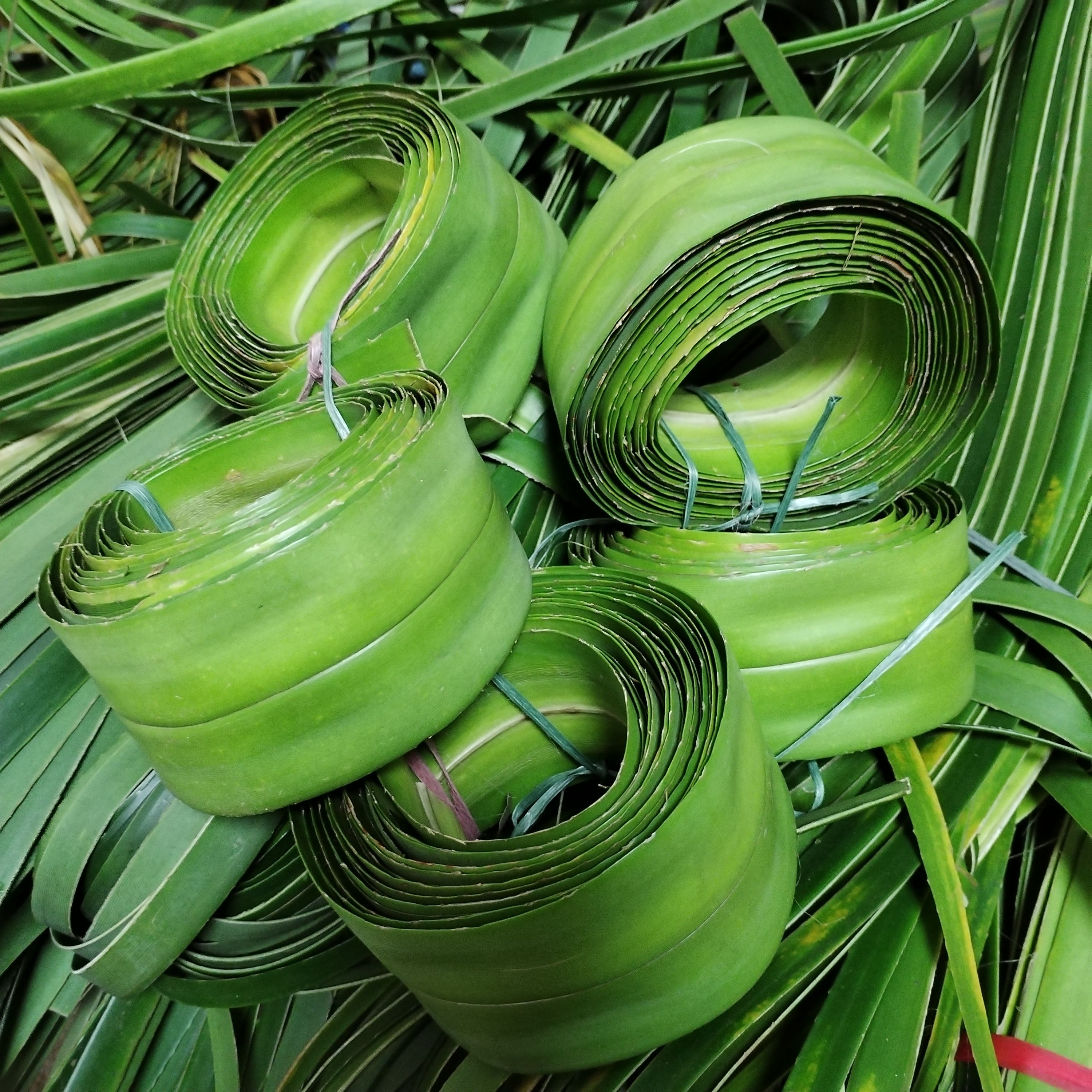 阳春粽子叶怎么选？刺露兜叶新鲜度决定粽子成败！-好物推荐-淘宝好物网