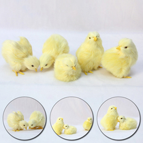 Realistic Chick Decoration Cute Easter Chick Figurine Simula