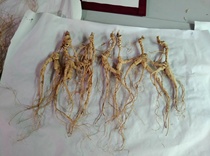 The Changbai Mountain Wild Mountain ginseng Changbai Mountain Special Ecological Cultivation Ecological Management