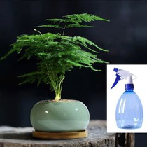 小文竹植物盆栽室内办公室摆件茶书房桌面绿植花卉好养客厅小盆景