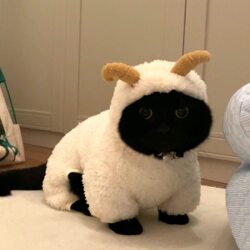 Cat Clothes, Little Sheep Outfit, Autumn and Winter Pet Clothes, Plush, Thickened, Warm, Small and Medium-Sized, Four-Legged, Anti-Shedding, Cute