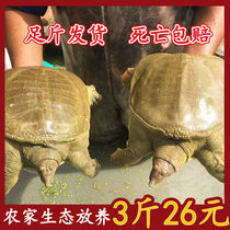 Экологическая зелено-желтоспинная большая самка черепахи во внешнем пруду свежая съедобная китайская черепаха с мягким панцирем дикая черепаха