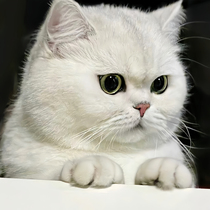 British short silver gradient kitten live short-footed silver dot cat live animal pet cat cute and clinging real small breast cat