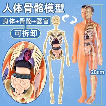 Human Body Structure Model Organ Skeleton Detachable Assembly Biological Anatomy Medical 3D Body Internal Organs Children's Toy