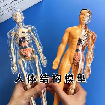 Human Organ Toy Human Skeleton Model Simulation Medical Assembly Torso Structure Internal Organs Science and Education Toy