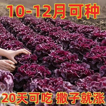 Creamy coffee, purple lettuce, fresh leafy vegetables, cold, sweet, crispy and juicy salad vegetables, farm-grown lettuce