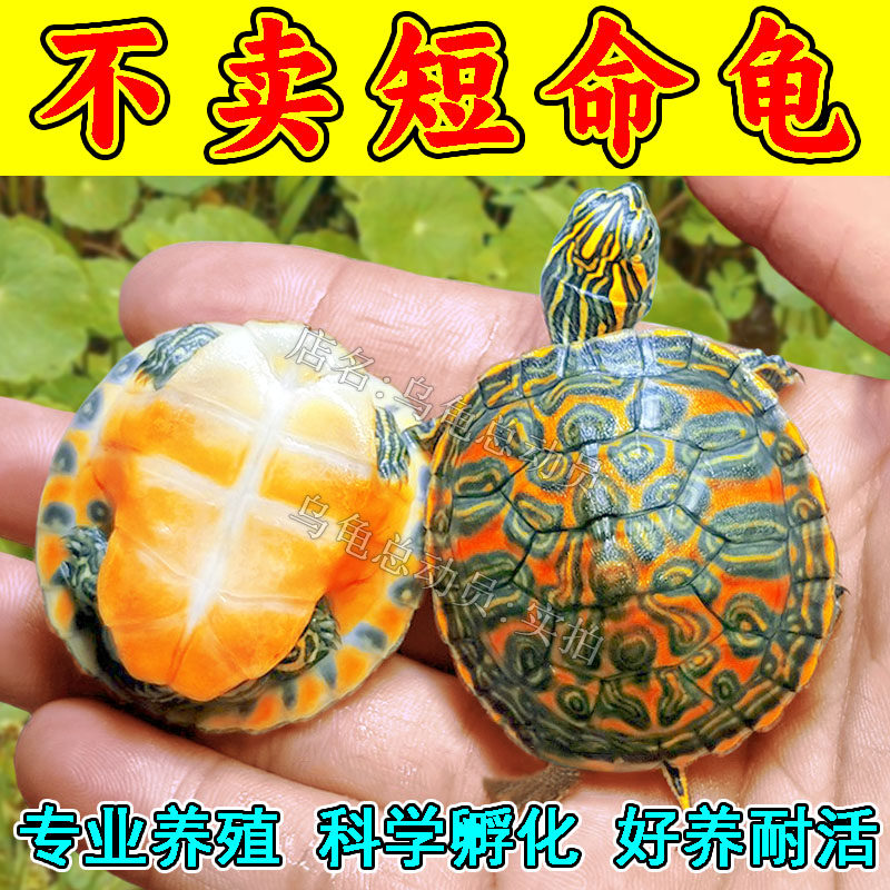 🔥 火焰龟:你的鱼缸新宠,混养必备的清洁小能手!-龟-淘宝好物网