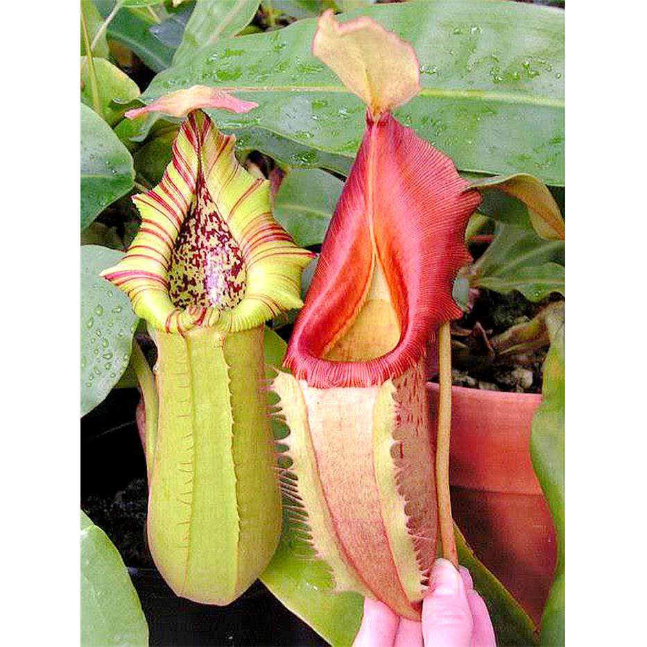 宝特瓶猪笼草truncata：巨型捕虫笼的神秘魅力