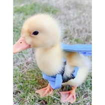 Cole duck traction rope duckling duck walking rope chicken walking goose walking chicken rope special outing duck raising supplies
