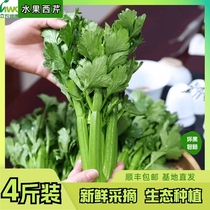 Li Nong Weikang Yunnan Plateau (fruit celery) celery four pounds packed SF green vegetables raw and squeezed