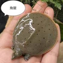 Small turtle vegetarian ornamental turtle map rare generation water turtle Dongjin simulation can hatch eastern pet turtle colorful turtle