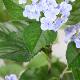 Artificial Hydrangea Tree, Fake Green Plant Potted Plant, Artificial Green Plant, Fake Hydrangea Flower, Indoor Living Room Decoration, Landscaping Decoration