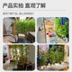 Simulated Bamboo Potted Plants, Fake Bamboo Landscaping, Artificial Plants for Decoration, Partitions, Fences, Green Plants, Outdoor Fences, Fake Bamboo Shoots