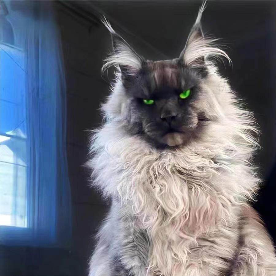 香港直发！神秘森林猫——俄罗斯绿眼烟灰色缅因猫幼崽，让你心动不已！-宠物伊丽莎白圈-淘宝好物网, image size:900x900