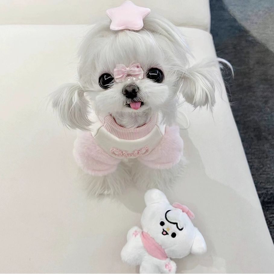 纯种英短12色熊版金渐层猫咪幼崽：揭秘英国短毛猫的魅力，寻找你的专属“金点”伙伴！-宠物背包-淘宝百科网, image size:908x908