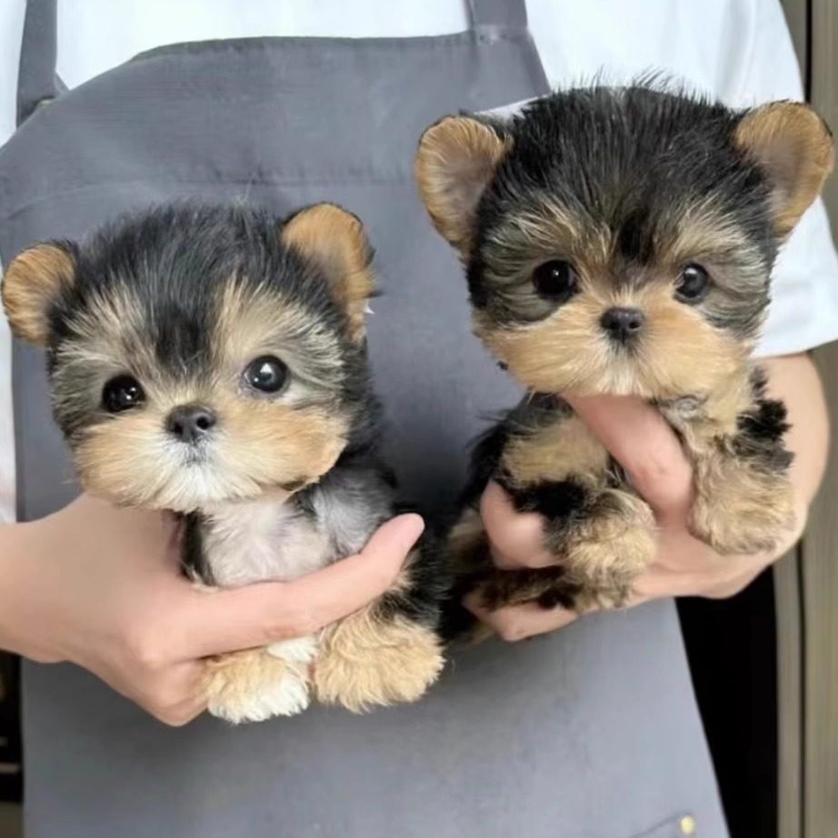 香港直发！金头银背约克夏犬梗幼犬，韩系马尔济斯茶杯体宠物，雪纳瑞犬，萌翻你的小心脏！-宠物衣架-淘宝好物网, image size:922x922