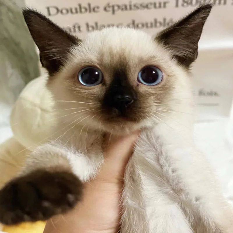虎斑蓝眼暹罗猫幼崽挖煤工短毛星罗猫重点色宠物布偶猫咪,你家新成员等你带回家啦!🐱💖-宠物背包-淘宝好物网
