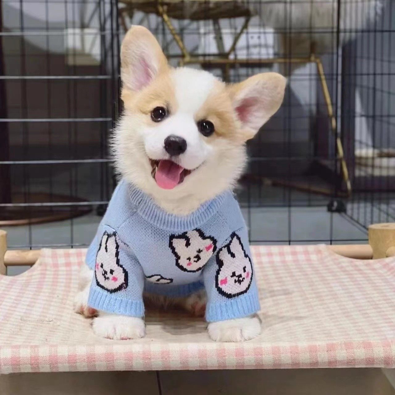 全国发货两色三色柯基幼犬+威尔士柯基+秋田犬+小短腿柴犬活体宠物狗！养狗人狂喜！-狗狗-淘宝好物网