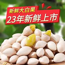 Yunnan Tengchong ginkgo 2023 fresh ginkgo fruit is sweet waxy but not bitter ancient tree and old variety glutinous ginkgo stewed in chicken soup