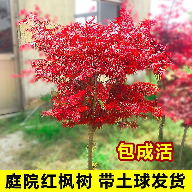 2025年日本红枫树苗四季红舞姬如何打造庭院四季美景?-绿植-淘宝百科网