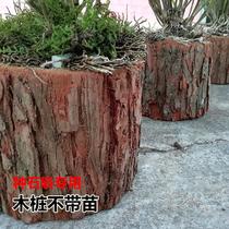 Special wooden piles for planting Dendrobium. Golden hairpin Dendrobium seedlings. Potted Dendrobium officinale seedlings. Planting material. Fir pine wood piles logs and wooden blocks.