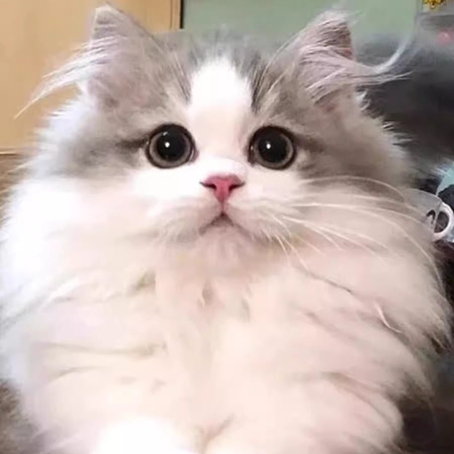 香港发货英国短毛NY12色11色熊版蓝紫金渐层猫幼崽，萌化你的心吗？-宠物背包-淘宝好物网, image size:900x900