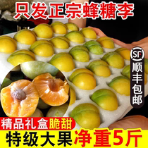 Authentic honey plum fresh fruit seasonal whole box crispy sweet boneless Guizhou Zhenning Liuma honey plum large fruit 5