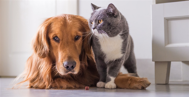 从“养宠刚需”到“情感消费”的千亿赛道爆发