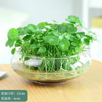 Money grass is good for raising air copper money grass plant copper money grass orchid rhizome flower pot net special potted plant