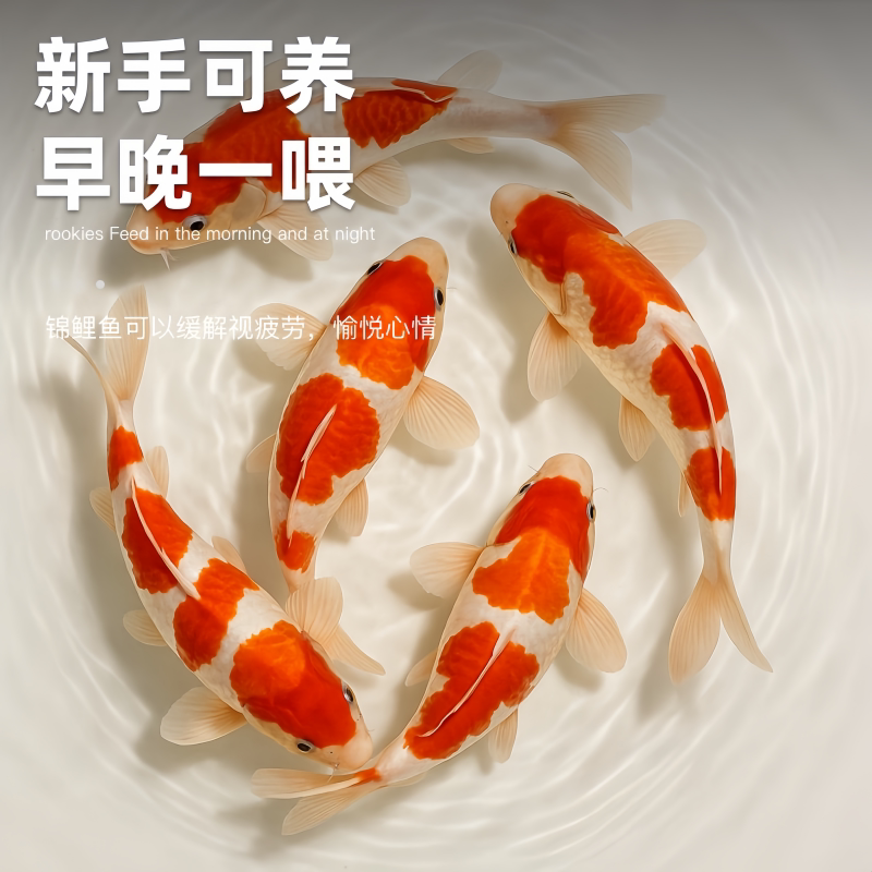 杜杜宠物馆的LOGO