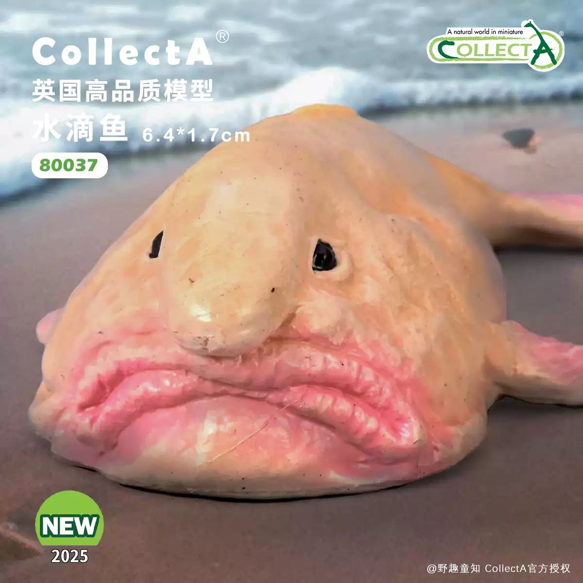 李朝　魚型水滴 順豐包郵【80037水滴魚】CollectA仿真動物模型玩具2025-淘寶Taobao
