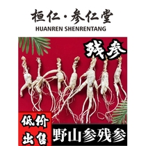 Ginseng Residual Ginseng Changbai Mountain Northeast Forest Ginseng Wild Mountain Ginseng Residual Ginseng Dried Ginseng Special for Brewing Wine Old Mountain Ginseng Sansheng