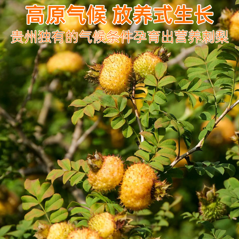 震惊!贵州刺梨干居然能泡出神仙水?90%的人都不知道的养生黑科技!💥-酸枣糕-淘宝好物网
