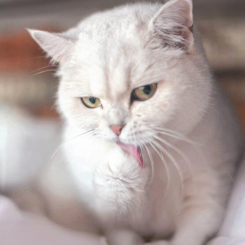 猫主子家