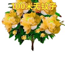 (With buds) Senmile flower encyclopedia Mosquito-repellent green plant potted plant with high temperature resistance Outdoor green plant indoor cultivation from north to south