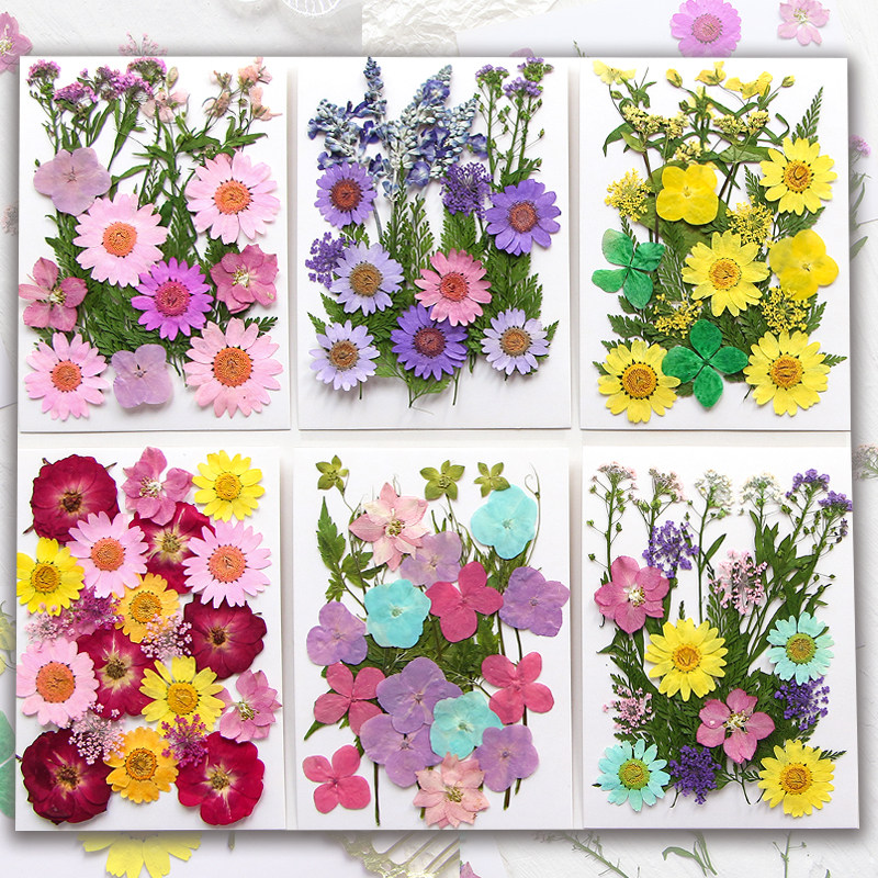 Embossed Write True Dry Flower Diy Material Flowers Bookmark Painting Drop Glue Mobile Phone Shell Escort Flower Plant Specimen Rose Real Flowers-Taobao