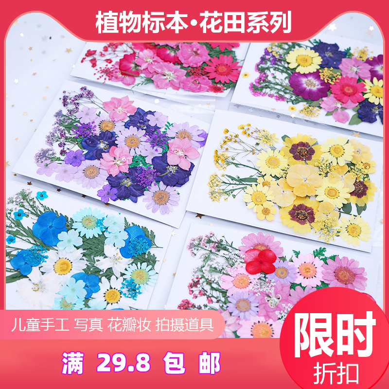 Pawnflower Dry Flower DIY Sticker Face Makeup Writing True Embossing Bookmark Real Leaves Plant Specimen Collage Drop Glue Shooting Props