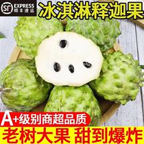Thai Buddhas head milk custard apple fresh pick fruit custard apple large fruit wholesale SF
