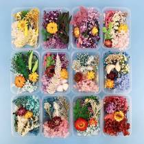 200pc Real Dried Flowers For DIY Art Craft Epoxy Resin Candl