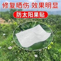 Citrus sun fruit stickers fruit sunscreen stickers citrus sunscreen stickers citrus sunscreen stickers high temperature resistant sunscreen stickers