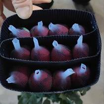 Corolla Red Rose Yunnan Flower Base direct wholesale wedding florist home stall flower group purchase supply source